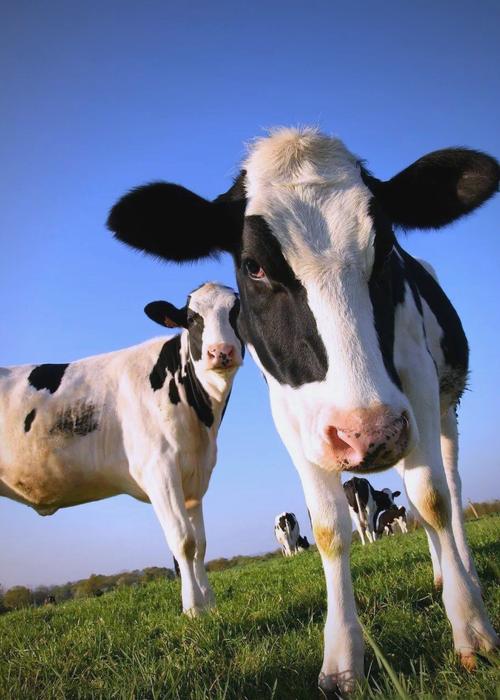 如何挑选优质奶牛品种？-图2