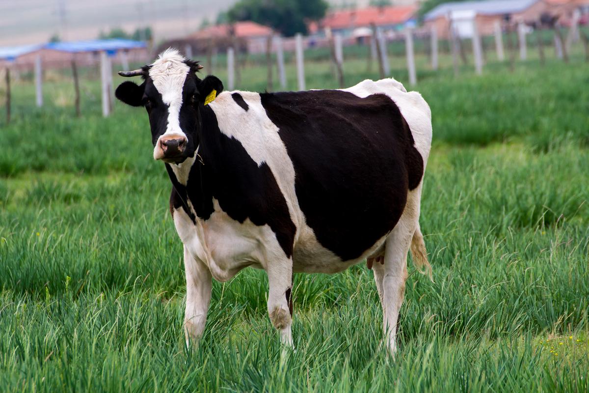 如何挑选优质奶牛品种？-图3