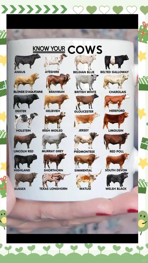 如何挑选优质奶牛品种？-图1