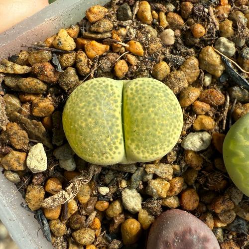 生石花会越长越高吗？-图2