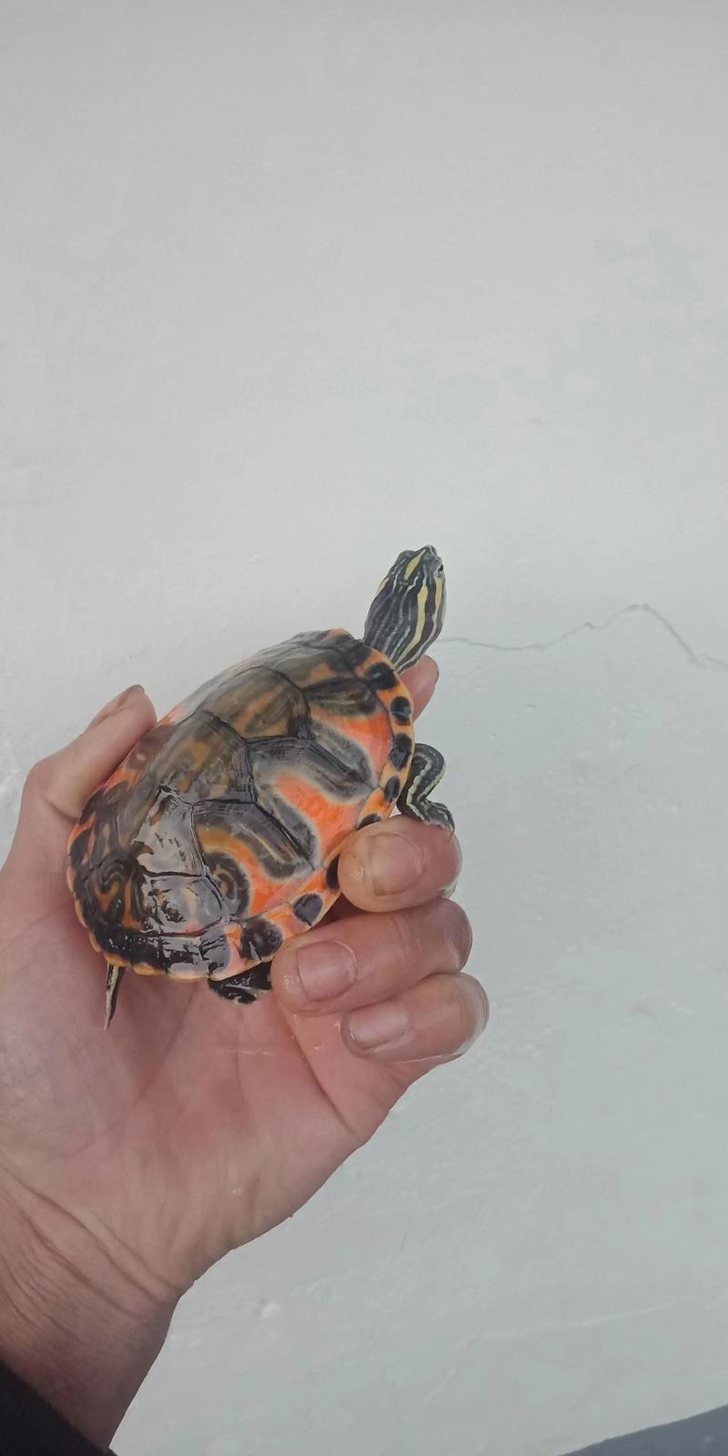 火焰龟2025价格开盘会涨还是跌？-图2