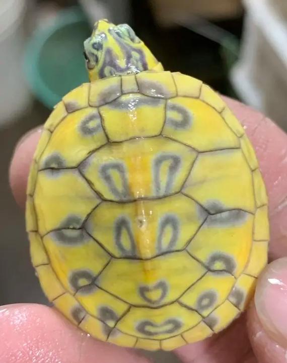 火焰龟2025价格开盘会涨还是跌？-图3