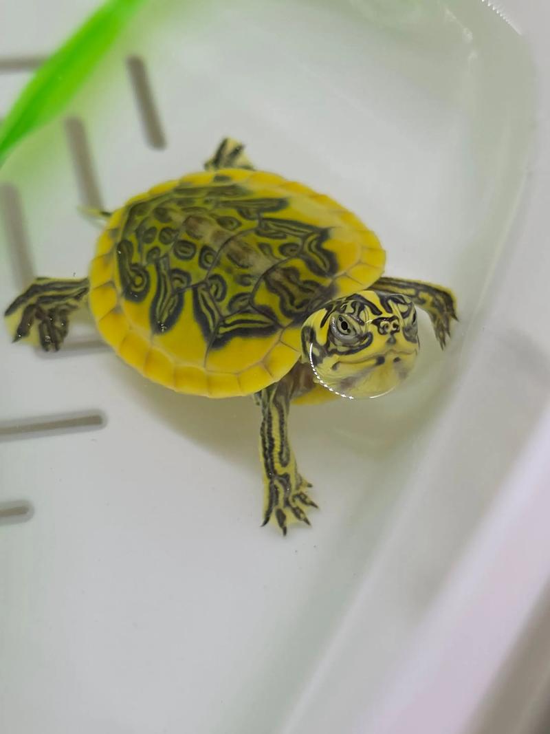 火焰龟2025价格开盘会涨还是跌？-图1