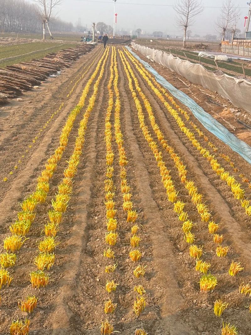 新型韭黄种植技术视频有何创新点？-图1