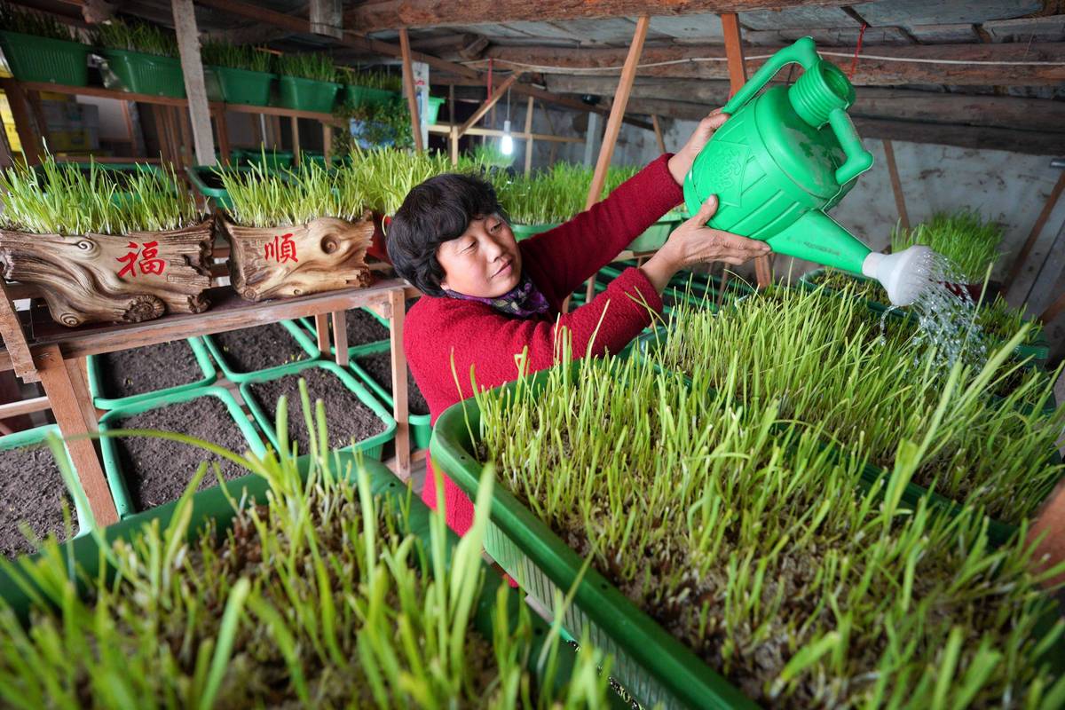 新型韭黄种植技术视频有何创新点？-图3