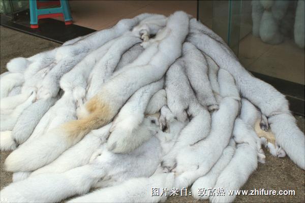 2025年3月狐狸皮价格会涨还是会跌？-图1