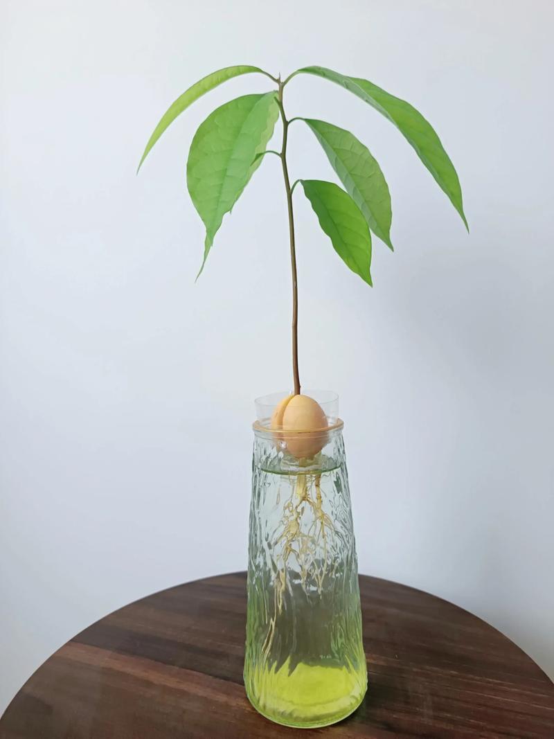 牛油果籽怎么种？关键步骤有哪些？-图3