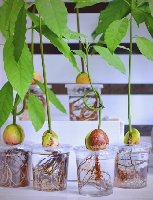 牛油果籽怎么种？关键步骤有哪些？-图1