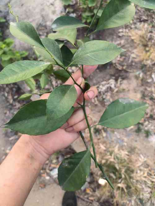 带刺柠檬树是什么品种?-图1 带刺柠檬树是什么品种?-图1