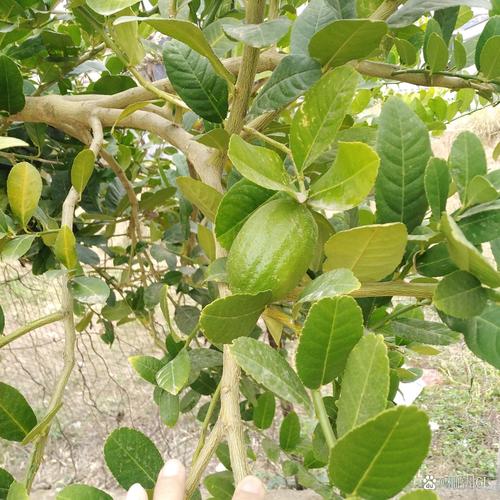 带刺柠檬树是什么品种?-图3 带刺柠檬树是什么品种?-图3