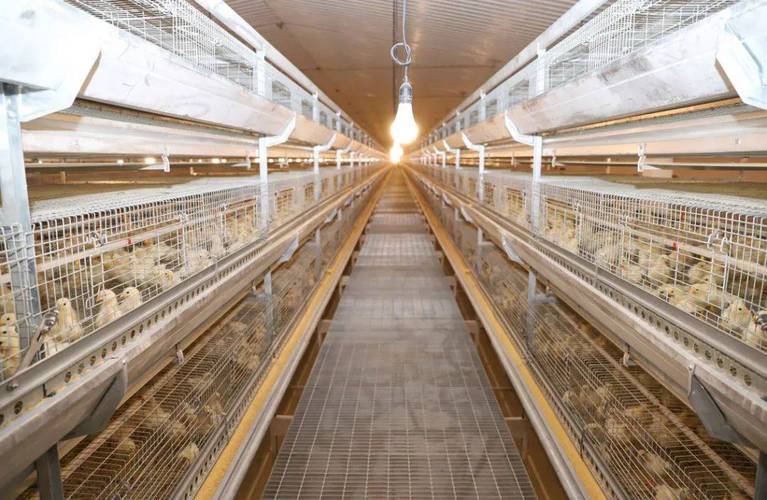 鸡的饲养管理技术视频有哪些要点?-图3 鸡的饲养管理技术视频有哪些要点?-图3