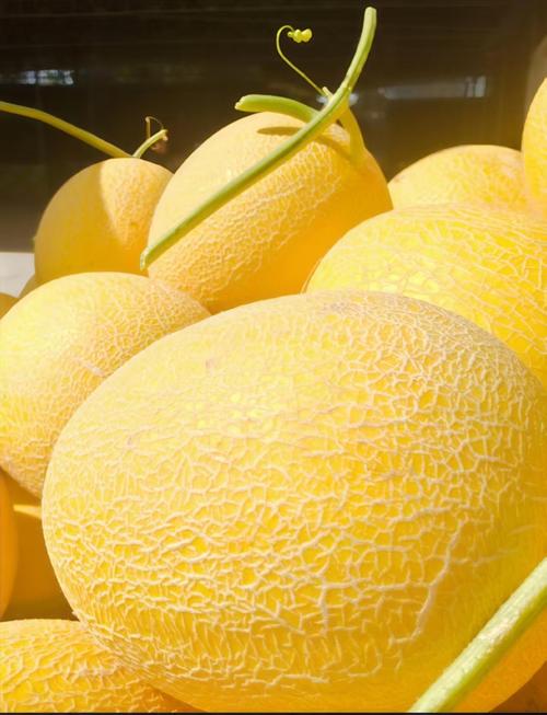 新疆哈密瓜品种繁多,哪种最受欢迎?-图1 新疆哈密瓜品种繁多,哪种最受欢迎?-图1