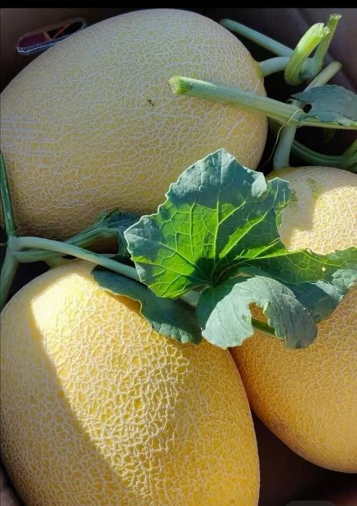 新疆哈密瓜品种繁多，哪种最受欢迎？-图2