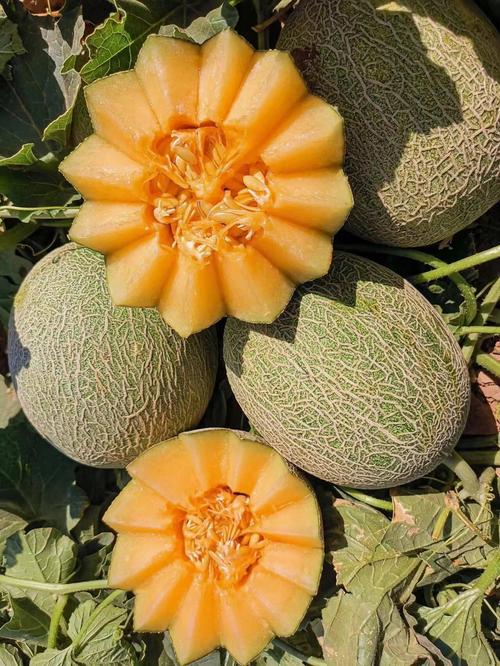 新疆哈密瓜品种繁多，哪种最受欢迎？-图3