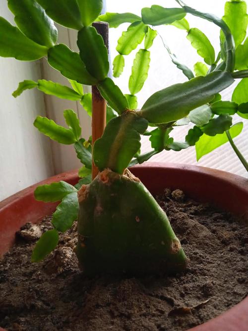 叶仙人掌如何嫁接斑锦品种?-图1 叶仙人掌如何嫁接斑锦品种?-图1