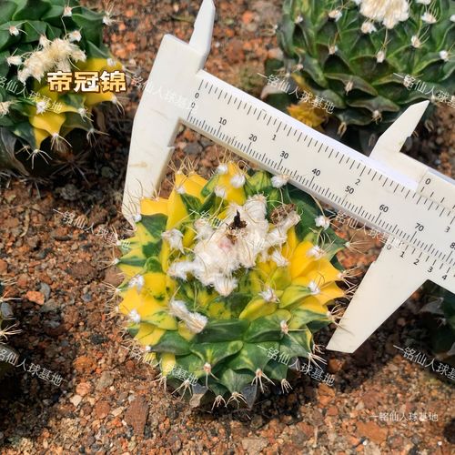 叶仙人掌如何嫁接斑锦品种？-图2