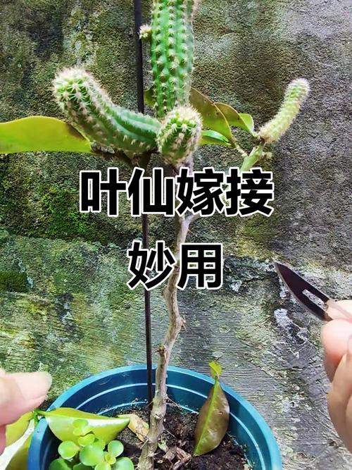 叶仙人掌如何嫁接斑锦品种?-图3 叶仙人掌如何嫁接斑锦品种?-图3