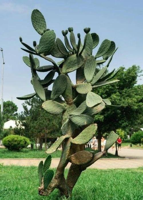 仙人掌类树有哪些常见品种?-图3 仙人掌类树有哪些常见品种?-图3