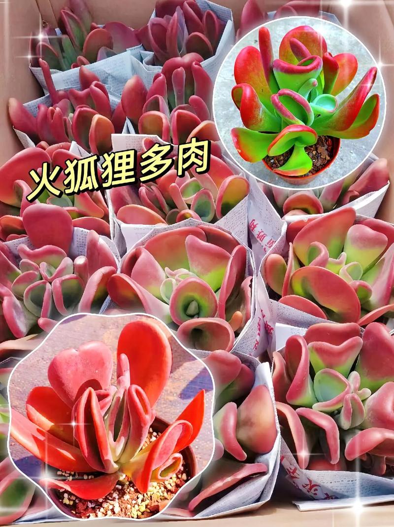 火狐狸多肉品种究竟有多少？-图2