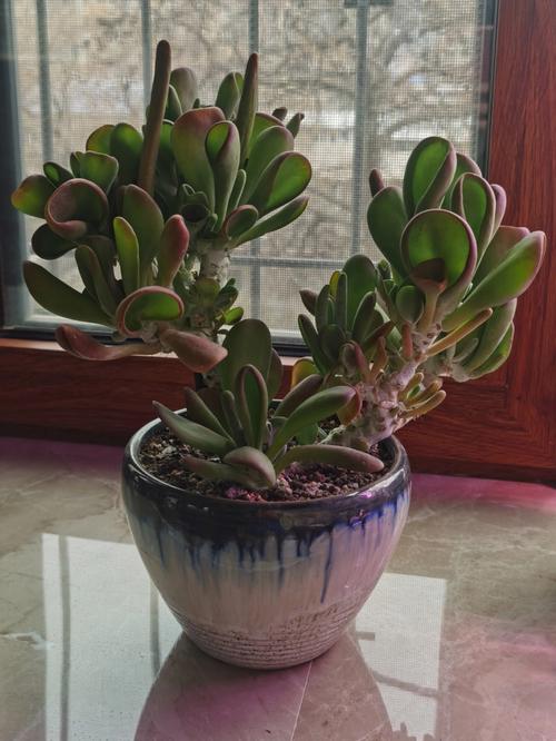 火狐狸多肉品种究竟有多少？-图3