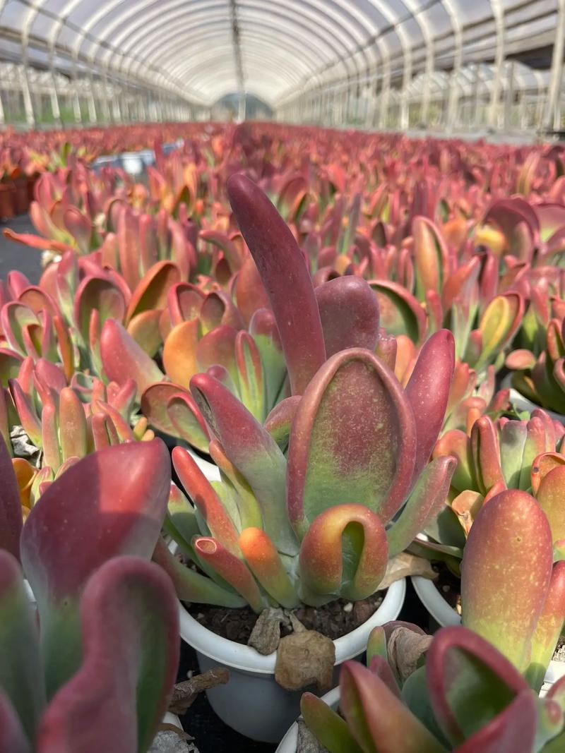 火狐狸多肉品种究竟有多少?-图1 火狐狸多肉品种究竟有多少?-图1