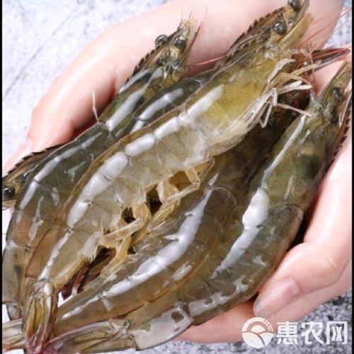 南美白虾只是品种?有何独特之处?-图2 南美白虾只是品种?有何独特之处?-图2