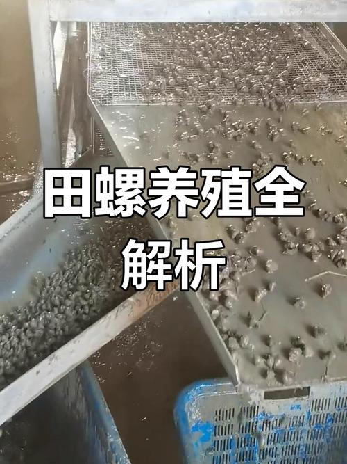 田螺养殖技术视频，新手如何快速掌握？-图2