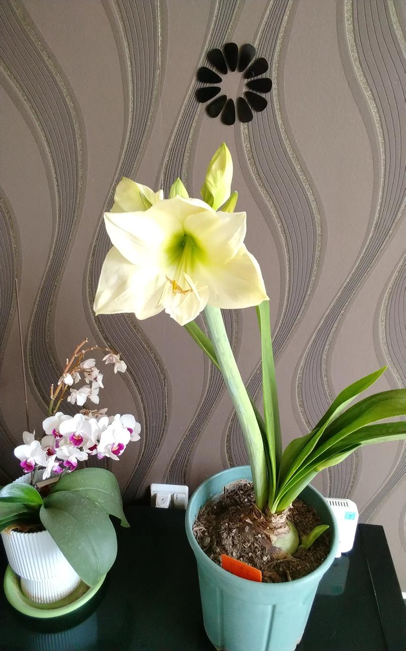 朱顶红单瓣前十名,哪些才是真正TOP级?-图1 朱顶红单瓣前十名,哪些才是真正TOP级?-图1