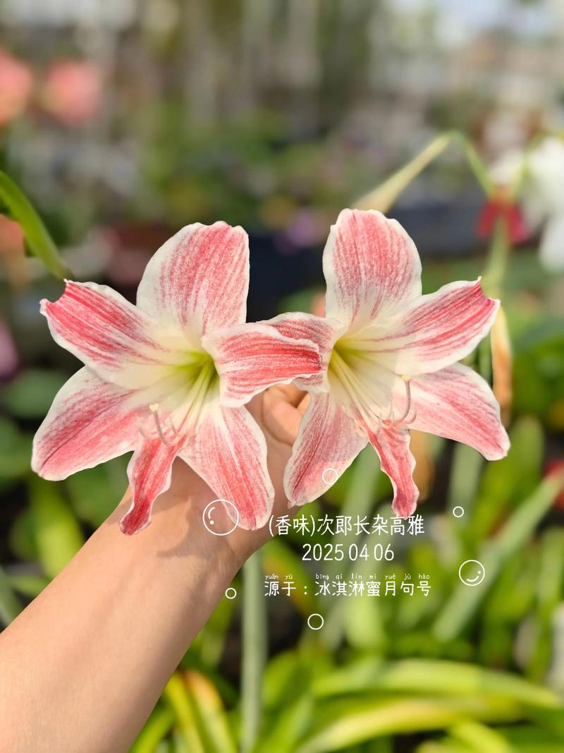 朱顶红单瓣前十名,哪些才是真正TOP级?-图2 朱顶红单瓣前十名,哪些才是真正TOP级?-图2