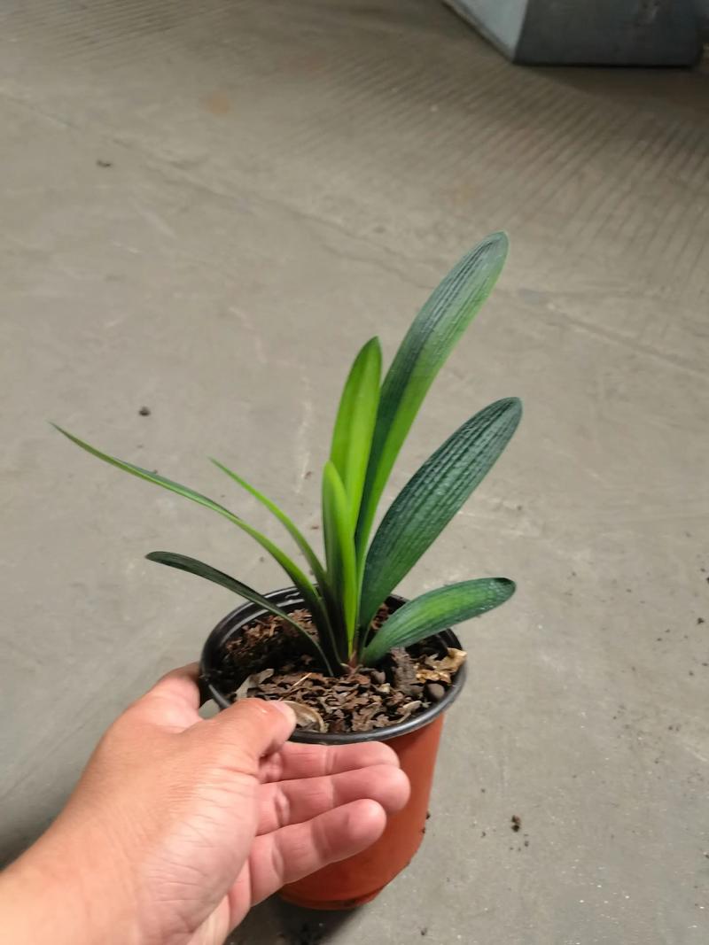 立版君子兰那个品种好-图3