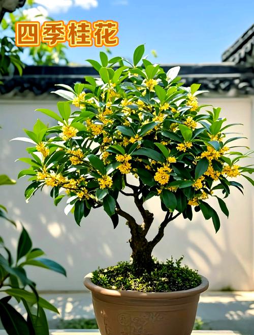 四季桂什么品种最好？-图2