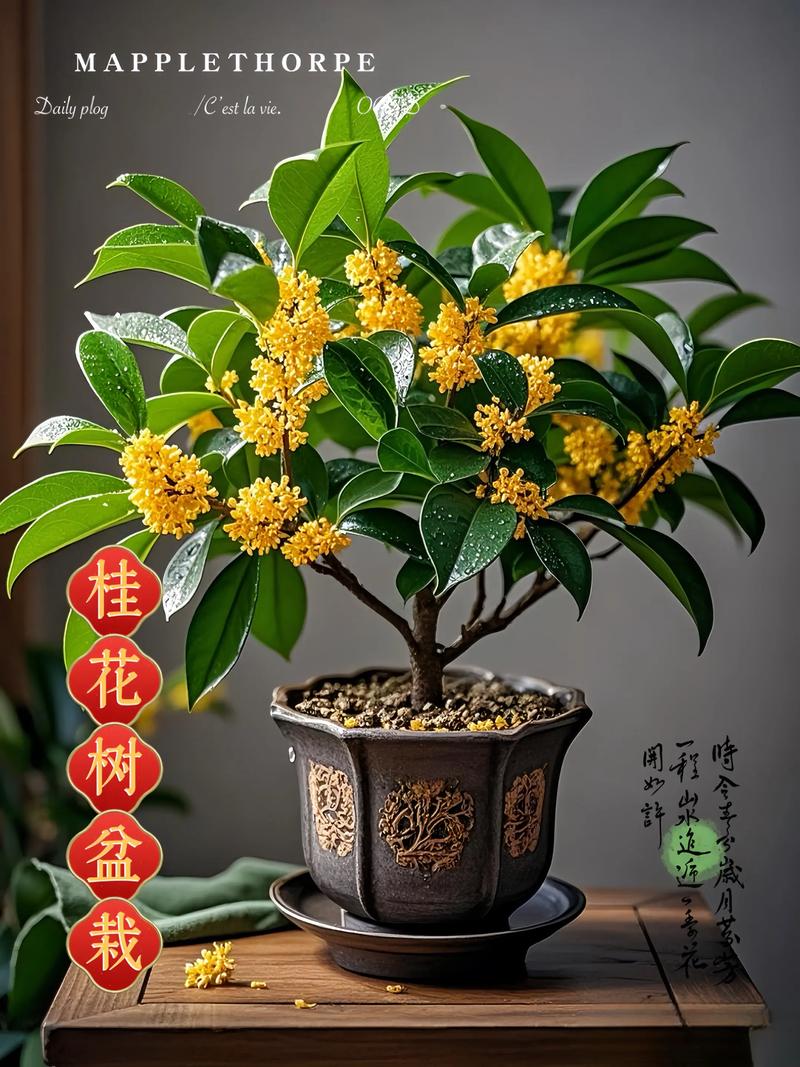 四季桂什么品种最好?-图1 四季桂什么品种最好?-图1