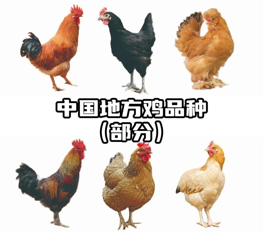 养殖鸡常见品种有哪些?-图1 养殖鸡常见品种有哪些?-图1
