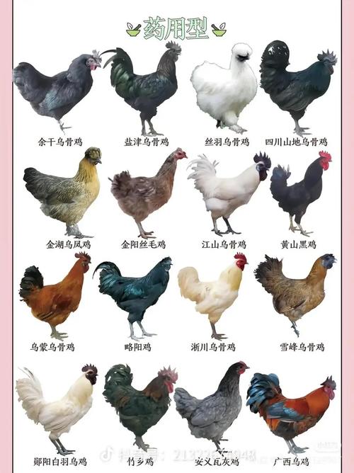 养殖鸡常见品种有哪些?-图2 养殖鸡常见品种有哪些?-图2