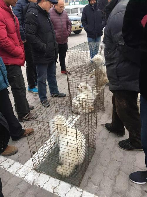 2025年东北生皮价格会涨还是跌?-图3 2025年东北生皮价格会涨还是跌?-图3