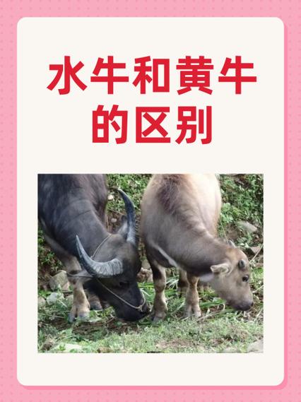 什么品种牛易生双胞胎？-图3