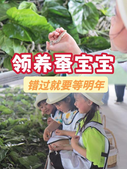 现代养蚕有哪些新技术？-图2