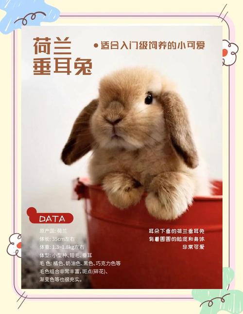 哪些兔子品种既能产肉又能产毛？-图2