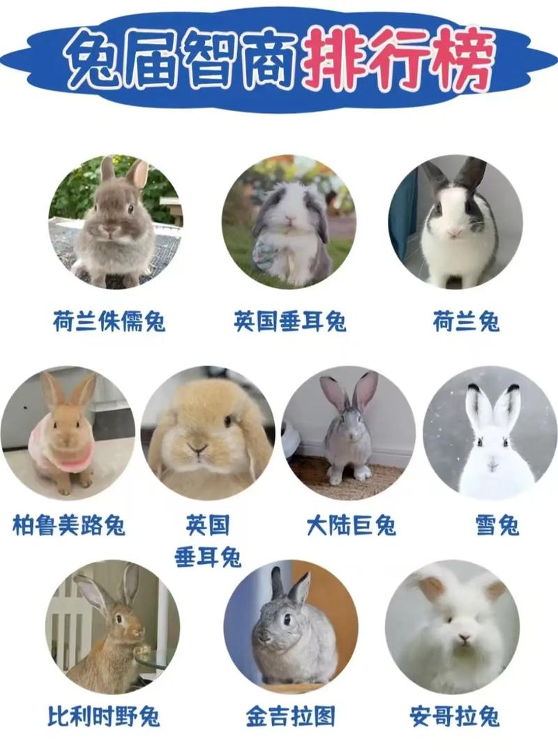 哪些兔子品种既能产肉又能产毛？-图1