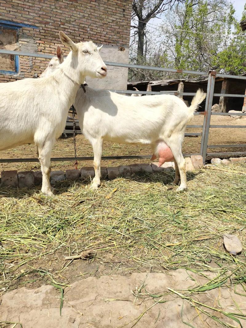 哪种羊奶品质更优?-图2 哪种羊奶品质更优?-图2