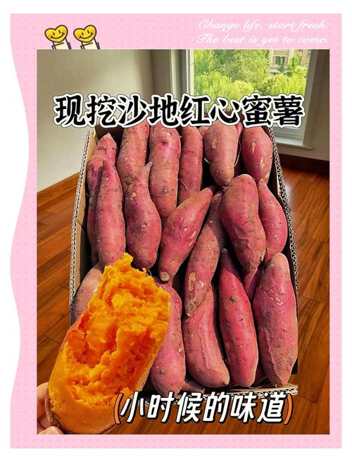 甘薯普薯32品种介绍-图2 甘薯普薯32品种介绍-图2