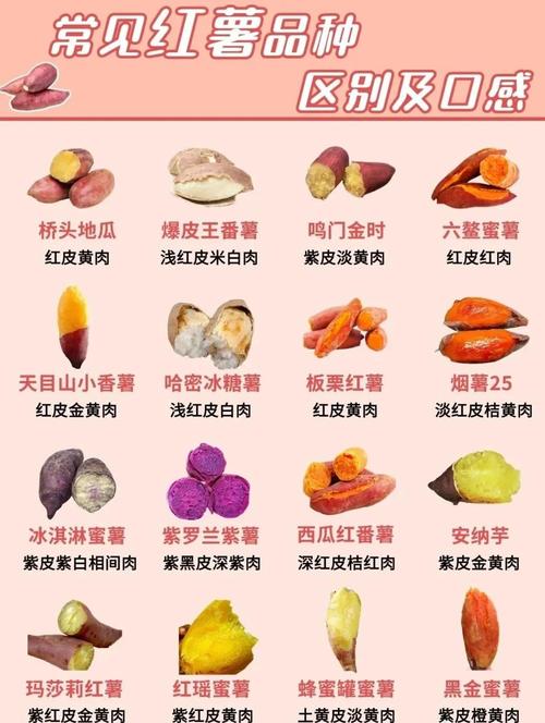 甘薯普薯32品种介绍-图1 甘薯普薯32品种介绍-图1