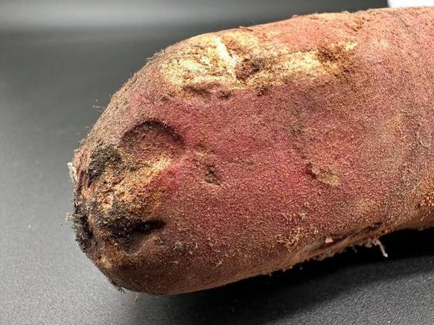 甘薯普薯32品种介绍-图3 甘薯普薯32品种介绍-图3