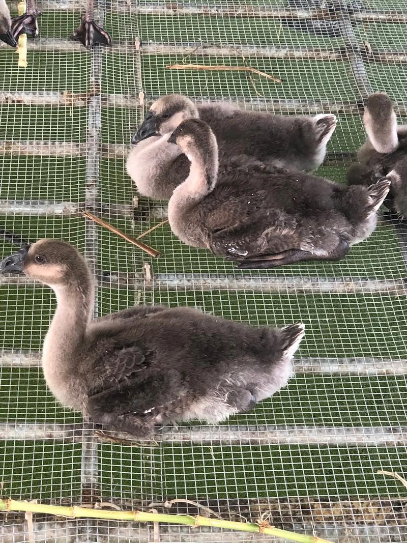 牧草发酵养鹅技术视频-图2