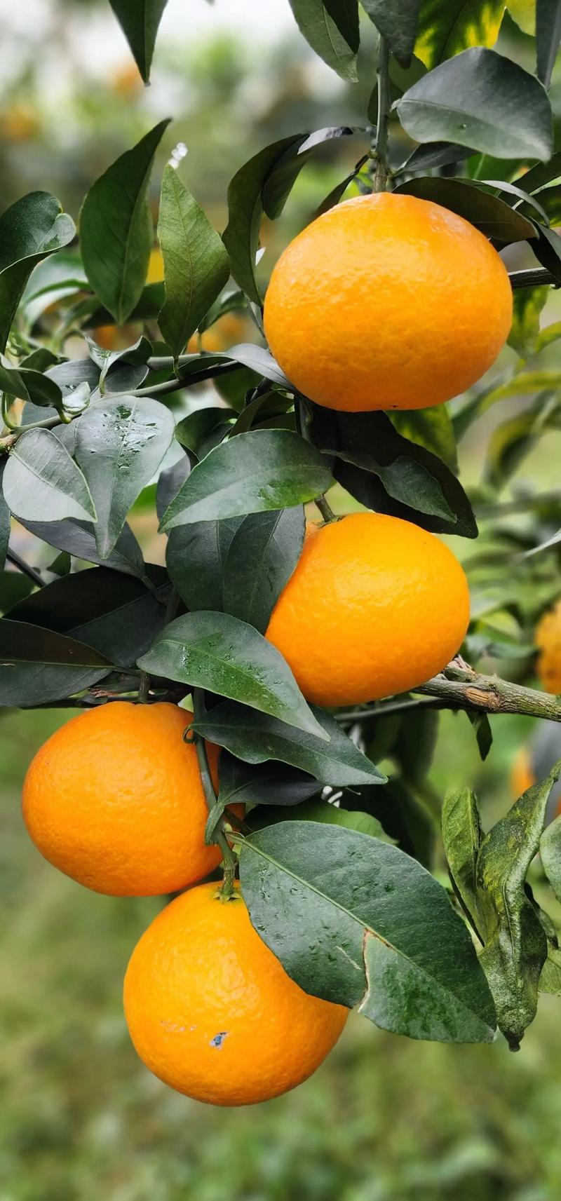 哪些水果品种种植周期短,能快速收获?-图3 哪些水果品种种植周期短,能快速收获?-图3