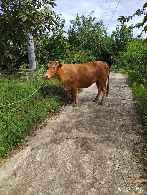 四川养牛,啥品种最合适?-图1 四川养牛,啥品种最合适?-图1