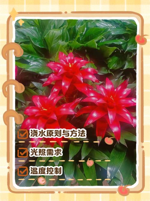 鸿运当头栽培技术视频-图2 鸿运当头栽培技术视频-图2