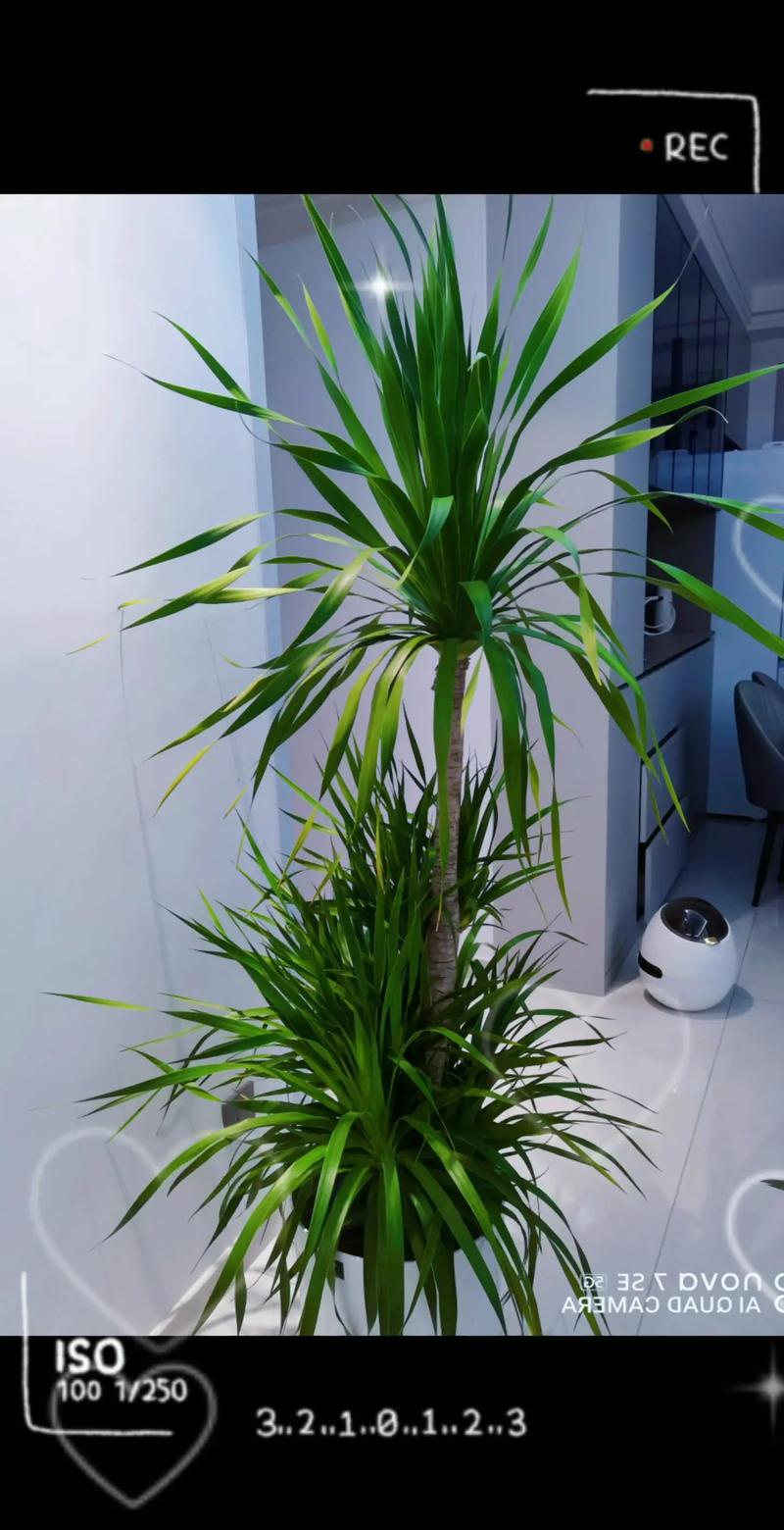 鸿运当头栽培技术视频-图1 鸿运当头栽培技术视频-图1