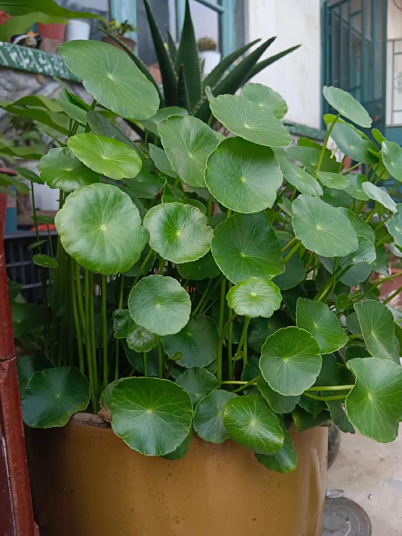 哪类品种的铜钱草好养-图1 哪类品种的铜钱草好养-图1