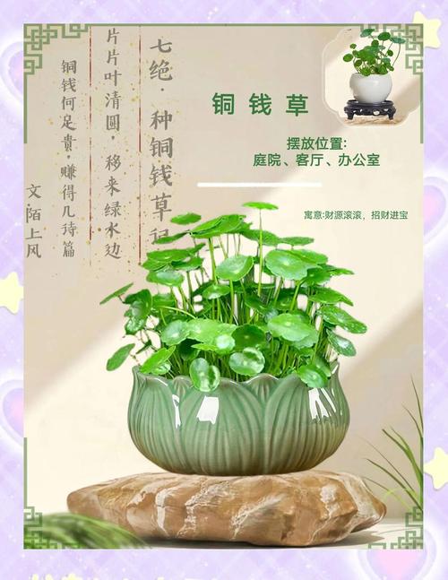 哪类品种的铜钱草好养-图3 哪类品种的铜钱草好养-图3